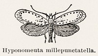 Ermine Moth (Hyponomeuta millepunctatella).  Digitally enhanced from our own publication of Moths and butterflies of the United States (1900) by Sherman F. Denton (1856-1937).