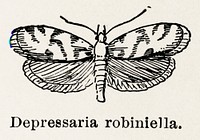 Locust Leafroller Moth (Depressaria robiniella). Digitally enhanced from our own publication of Moths and butterflies of the United States (1900) by Sherman F. Denton (1856-1937).