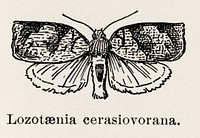 Large Ivy Twist Moth (Lozotaenia cerasiovorana).  Digitally enhanced from our own publication of Moths and butterflies of the United States (1900) by Sherman F. Denton (1856-1937).