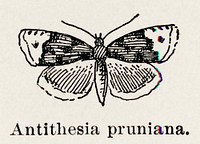 Lesser Long-cloak Tortrix (Antithesia pruniana).  Digitally enhanced from our own publication of Moths and butterflies of the United States (1900) by Sherman F. Denton (1856-1937).
