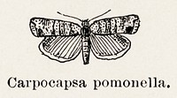 Codling Moth (Carpocapsa pomonella).  Digitally enhanced from our own publication of Moths and butterflies of the United States (1900) by Sherman F. Denton (1856-1937).