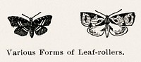 Leaf-rollers.  Digitally enhanced from our own publication of Moths and butterflies of the United States (1900) by Sherman F. Denton (1856-1937).