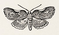 Leaf-rollers.  Digitally enhanced from our own publication of Moths and butterflies of the United States (1900) by Sherman F. Denton (1856-1937).