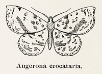 Crocus Geometer (Angerona crocataria).  Digitally enhanced from our own publication of Moths and butterflies of the United States (1900) by Sherman F. Denton (1856-1937).