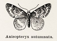 Spring Cankerworm (Anisopteryx autumnata).  Digitally enhanced from our own publication of Moths and butterflies of the United States (1900) by Sherman F. Denton (1856-1937).