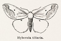 Linden Looper (Hybernia tiliaria).  Digitally enhanced from our own publication of Moths and butterflies of the United States (1900) by Sherman F. Denton (1856-1937).