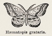 Chickweed Geometer (Haematopis grataria).  Digitally enhanced from our own publication of Moths and butterflies of the United States (1900) by Sherman F. Denton (1856-1937).