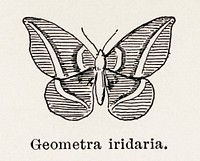 Showy Emerald Moth (Geometra iridaria).  Digitally enhanced from our own publication of Moths and butterflies of the United States (1900) by Sherman F. Denton (1856-1937).