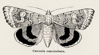 Sleepy Underwing (Catocala concumbens).  Digitally enhanced from our own publication of Moths and butterflies of the United States (1900) by Sherman F. Denton (1856-1937).