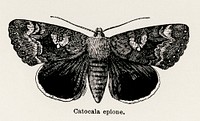 Epione Underwing (Catocala epione).  Digitally enhanced from our own publication of Moths and butterflies of the United States (1900) by Sherman F. Denton (1856-1937).