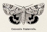Moth illustration.  Digitally enhanced from our own publication of Moths and butterflies of the United States (1900) by Sherman F. Denton (1856-1937).