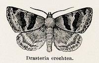 Drasteria erechtea.  Digitally enhanced from our own publication of Moths and butterflies of the United States (1900) by Sherman F. Denton (1856-1937).