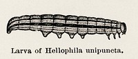 Larva of Hellophila unipuncta (True Armyworm Moth). Digitally enhanced from our own publication of Moths and butterflies of the United States (1900) by Sherman F. Denton (1856-1937).