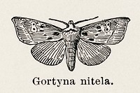 Gortyna nitela.  Digitally enhanced from our own publication of Moths and butterflies of the United States (1900) by Sherman F. Denton (1856-1937).