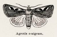 Setaceous Hebrew Character (Agrotis c-nigram).  Digitally enhanced from our own publication of Moths and butterflies of the United States (1900) by Sherman F. Denton (1856-1937).