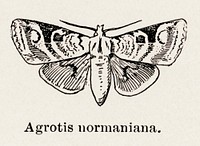 Norman&rsquo;s Dart (Agrotis normaniana).  Digitally enhanced from our own publication of Moths and butterflies of the United States (1900) by Sherman F. Denton (1856-1937).