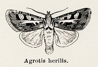 Western Striped Cutworm (Agrotis herilis).  Digitally enhanced from our own publication of Moths and butterflies of the United States (1900) by Sherman F. Denton (1856-1937).
