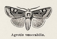 Dusky Cutworm (Agrotis venerabilis).  Digitally enhanced from our own publication of Moths and butterflies of the United States (1900) by Sherman F. Denton (1856-1937).