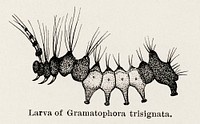 Larva of Gramatophora trisignata.  Digitally enhanced from our own publication of Moths and butterflies of the United States (1900) by Sherman F. Denton (1856-1937).