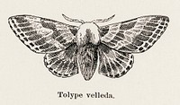 Large Tolype Moth (Tolype velleda).  Digitally enhanced from our own publication of Moths and butterflies of the United States (1900) by Sherman F. Denton (1856-1937).