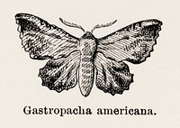 American Lappet Moth (Gastropacha americana).  Digitally enhanced from our own publication of Moths and butterflies of the United States (1900) by Sherman F. Denton (1856-1937).