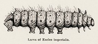 Larva of Eacles imperialis (Imperial Moth).  Digitally enhanced from our own publication of Moths and butterflies of the United States (1900) by Sherman F. Denton (1856-1937).