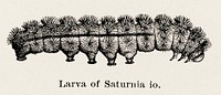 Larva of Saturnia io (Emperor Moth).  Digitally enhanced from our own publication of Moths and butterflies of the United States (1900) by Sherman F. Denton (1856-1937).