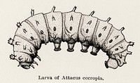 Larva of Attacus cecropia (Cecropia Moth).  Digitally enhanced from our own publication of Moths and butterflies of the United States (1900) by Sherman F. Denton (1856-1937).