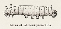 Larva of Attacus promethia (Promethea Silkmoth).  Digitally enhanced from our own publication of Moths and butterflies of the United States (1900) by Sherman F. Denton (1856-1937).