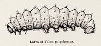 Larva of Telea polyphemus (Polyphemus Moth).  Digitally enhanced from our own publication of Moths and butterflies of the United States (1900) by Sherman F. Denton (1856-1937).