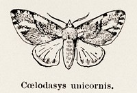 Unicorn moth (Coelodasys unicornis).  Digitally enhanced from our own publication of Moths and butterflies of the United States (1900) by Sherman F. Denton (1856-1937).
