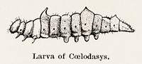 Larva of Coelodasys (Moth).  Digitally enhanced from our own publication of Moths and butterflies of the United States (1900) by Sherman F. Denton (1856-1937).