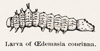 Larva of Oedemasia concinna (Red-humped Caterpillar).  Digitally enhanced from our own publication of Moths and butterflies of the United States (1900) by Sherman F. Denton (1856-1937).