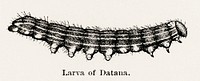 Larva of Datana (Yellownecked Caterpillar).  Digitally enhanced from our own publication of Moths and butterflies of the United States (1900) by Sherman F. Denton (1856-1937).