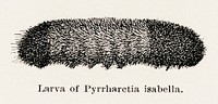Larva of Pyrrharctia isabella (Isabella Tiger Moth).  Digitally enhanced from our own publication of Moths and butterflies of the United States (1900) by Sherman F. Denton (1856-1937).