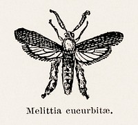 Squash Vine Borer (Melittia cucurbitae).  Digitally enhanced from our own publication of Moths and butterflies of the United States (1900) by Sherman F. Denton (1856-1937).