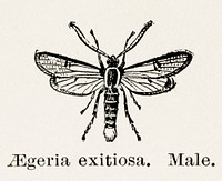Peachtree Borer (Aegeria exitiosa) - Male.  Digitally enhanced from our own publication of Moths and butterflies of the United States (1900) by Sherman F. Denton (1856-1937).