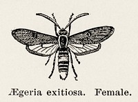 Peachtree Borer (Aegeria exitiosa) - Female.  Digitally enhanced from our own publication of Moths and butterflies of the United States (1900) by Sherman F. Denton (1856-1937).