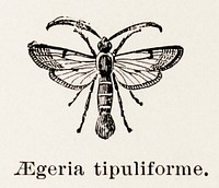 Currant Clearwing Moth (Aegeria tipuliforme).  Digitally enhanced from our own publication of Moths and butterflies of the United States (1900) by Sherman F. Denton (1856-1937).