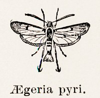 Apple Bark Borer (Aegeria pyri).  Digitally enhanced from our own publication of Moths and butterflies of the United States (1900) by Sherman F. Denton (1856-1937).