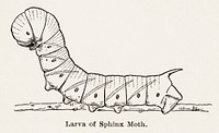 Larva of Sphinx Moth.  Digitally enhanced from our own publication of Moths and butterflies of the United States (1900) by Sherman F. Denton (1856-1937).