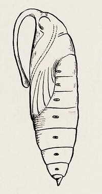 Pupae of Sphinx Moth.  Digitally enhanced from our own publication of Moths and butterflies of the United States (1900) by Sherman F. Denton (1856-1937).
