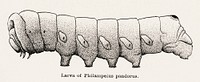 Larva of Philampelus pandorus (Pandora Sphinx Moth).  Digitally enhanced from our own publication of Moths and butterflies of the United States (1900) by Sherman F. Denton (1856-1937).