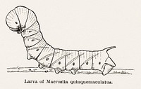 Larva of Macrosila quinquemaculatus (Five-spotted Hawkmoth).  Digitally enhanced from our own publication of Moths and butterflies of the United States (1900) by Sherman F. Denton (1856-1937).