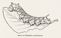 Larva of Ceratomia quadricornis (Elm sphinx).  Digitally enhanced from our own publication of Moths and butterflies of the United States (1900) by Sherman F. Denton (1856-1937).