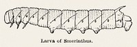 Larva of Smerinthus (Hawkmoth).  Digitally enhanced from our own publication of Moths and butterflies of the United States (1900) by Sherman F. Denton (1856-1937).