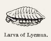 Larva of Lycaena (Copper).  Digitally enhanced from our own publication of Moths and butterflies of the United States (1900) by Sherman F. Denton (1856-1937).