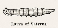 Larva of Satyrus (Satyr).  Digitally enhanced from our own publication of Moths and butterflies of the United States (1900) by Sherman F. Denton (1856-1937).