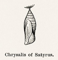 Chrysalis of Satyrus (Satyr).  Digitally enhanced from our own publication of Moths and butterflies of the United States (1900) by Sherman F. Denton (1856-1937).