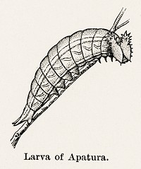 Larva of Apatura (Emperors).  Digitally enhanced from our own publication of Moths and butterflies of the United States (1900) by Sherman F. Denton (1856-1937).